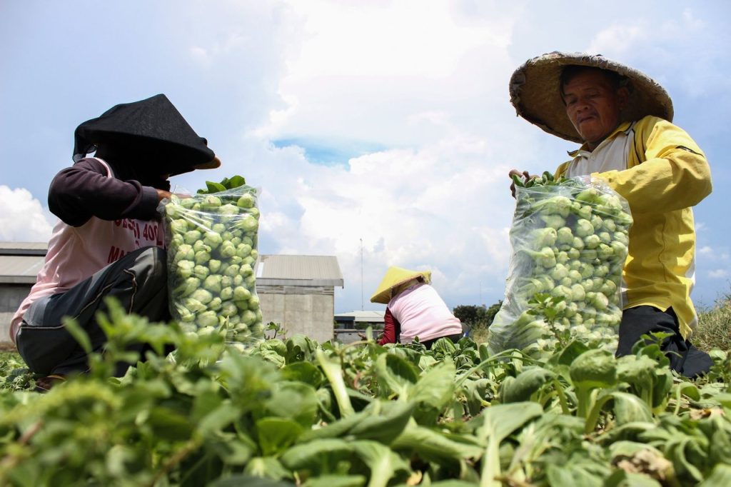 Alimentos de pequenos produtores reforçam rede socioassistencial de Campo Grande Agricultores embalam hortaliças colhidas em uma área rural.