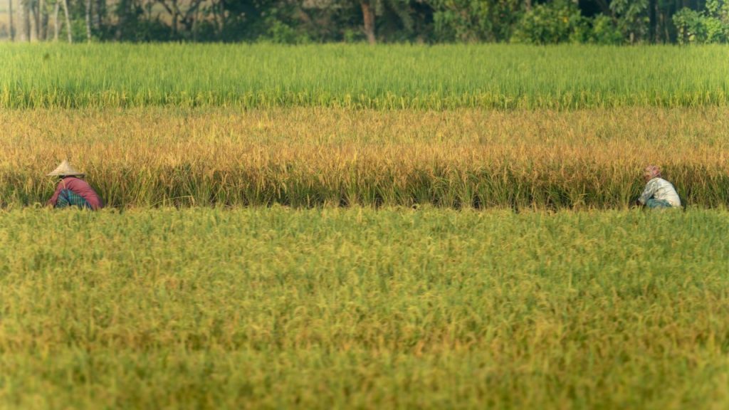 Dois agricultores trabalham em uma plantação verde durante a colheita.