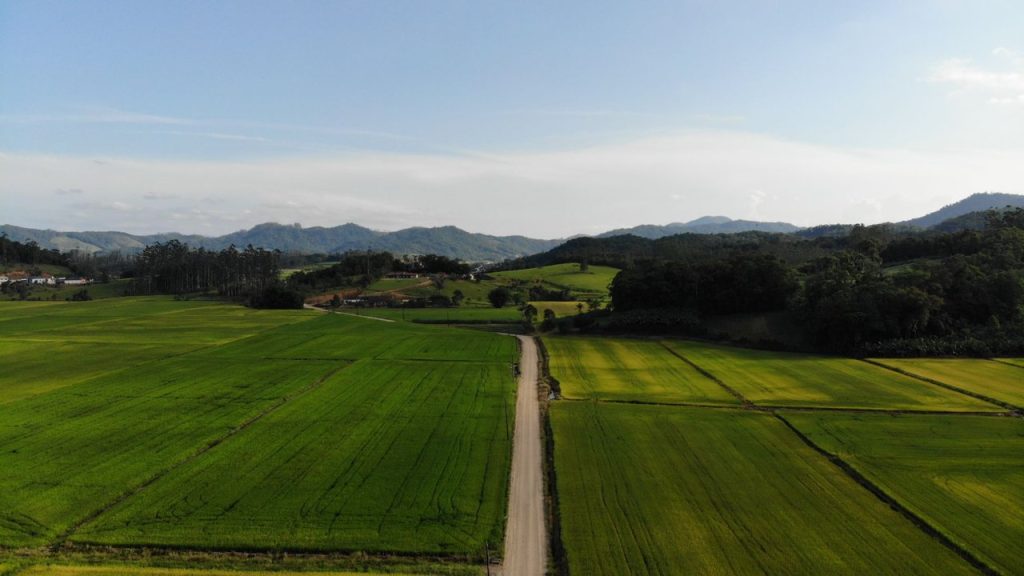 Por que a lavoura de arroz pode colher menos mesmo com área estável em SC Vista aérea de campos agrícolas verdes e uma estrada de terra em Massaranduba, Santa Catarina.