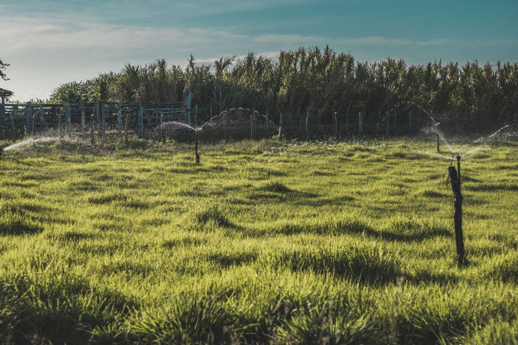 Riachuelo: 74 famílias recebem concessão de lotes agrícolas no Perímetro Jacarecica II Campo agrícola verde no Brasil sendo irrigado por aspersores sob céu azul.